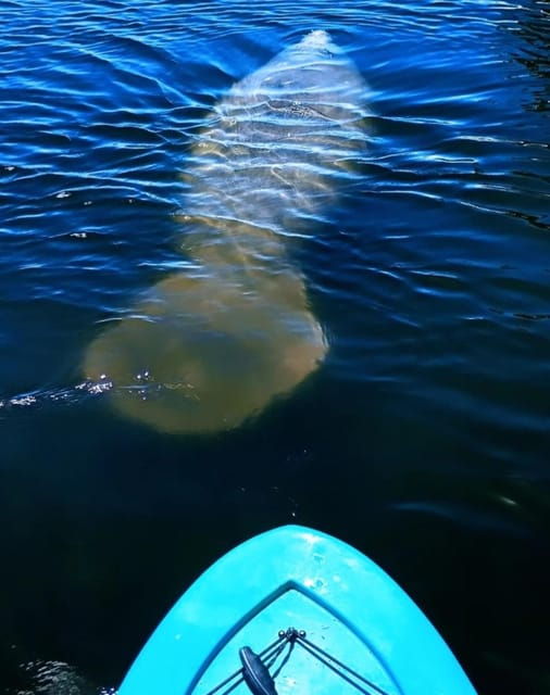 cocoa-beach-merritt-island-guided-dolphin-and-manatee-tour