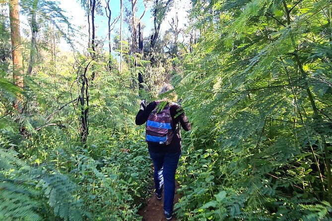 Collie Hike, Wine & Dine Experience - Introduction