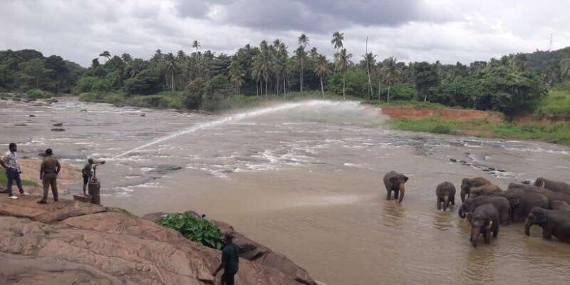 colombo-negombo-kandy-and-pinnawala-orphange-day-tour
