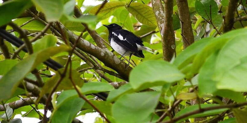 colombo-water-rafting-bird-watching-village-rainforest