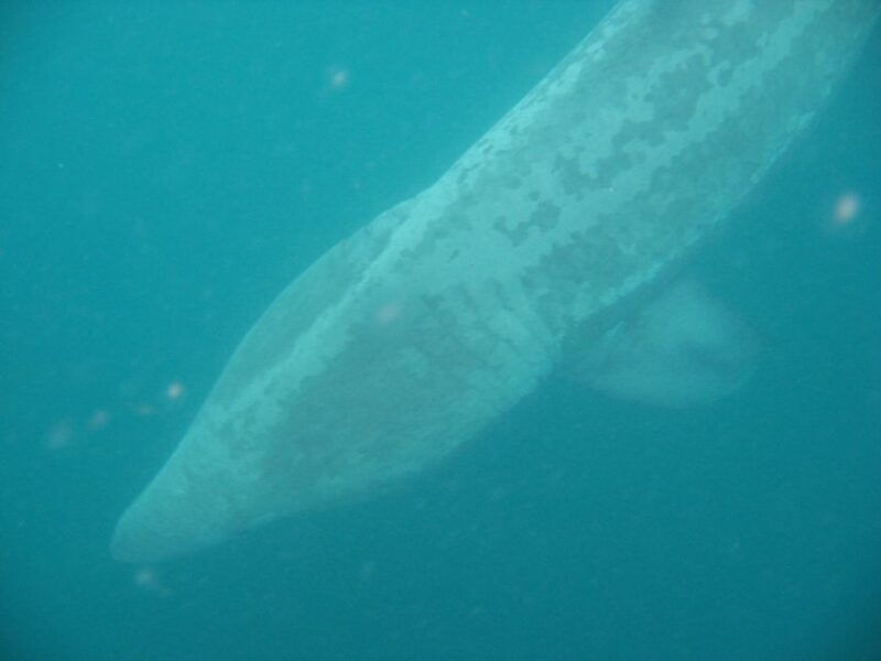county-cork-whale-dolphin-watching-boat-trip