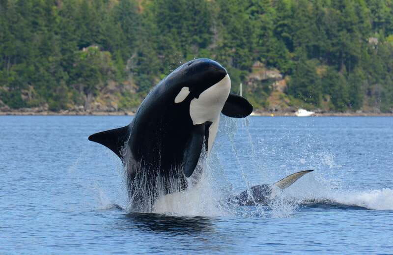 cowichan-bay-half-day-whale-wildlife-adventure