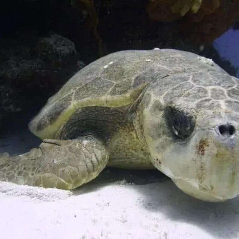 cozumel-diving-experience-from-boat