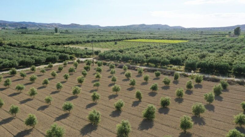 cretan-farm-tour-with-cheese-making-food-picnic