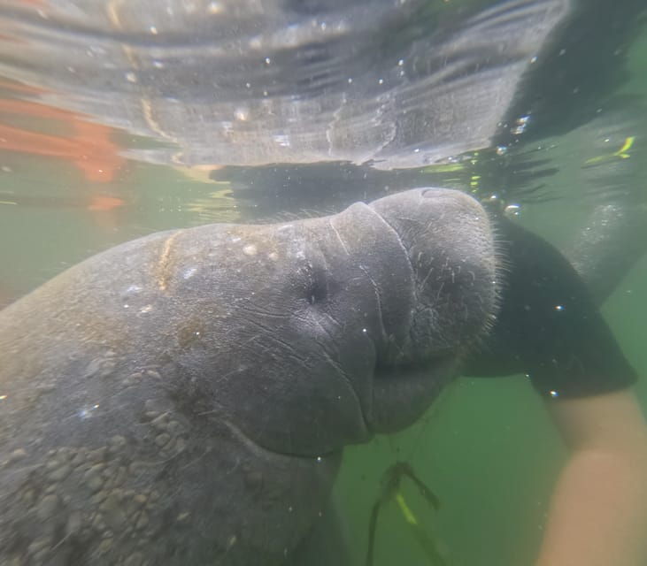 crystal-river-guided-manatee-snorkeling-tour