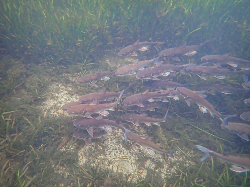 crystal-river-manatee-swim-group-tour