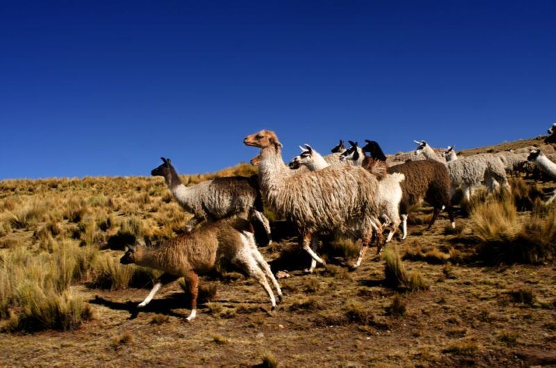 cusco-7-day-andean-experience-of-the-living-incas-culture