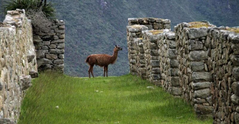 cuscosalkantay-trek-4-days-3-nights-to-machu-picchu-meals