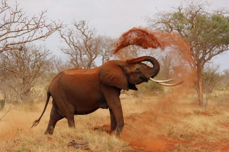 day-tour-david-sheldrick-elephant-trust-giraffe-center