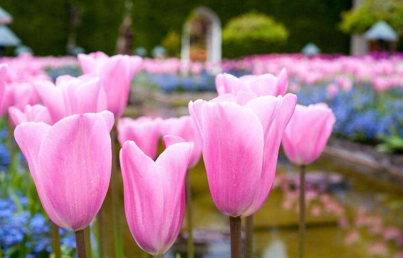 day-trip-from-vancouver-to-victoria-and-butchart-gardens