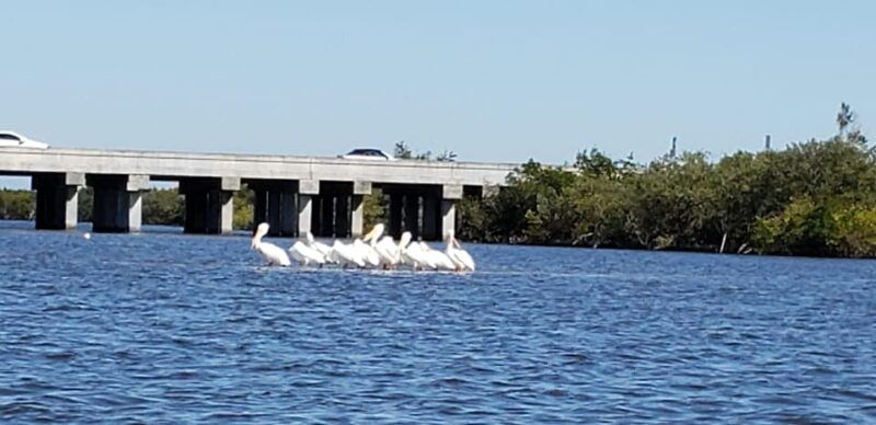 daytona-new-smyrna-beach-unforgettable-kayak-wildlife-tours