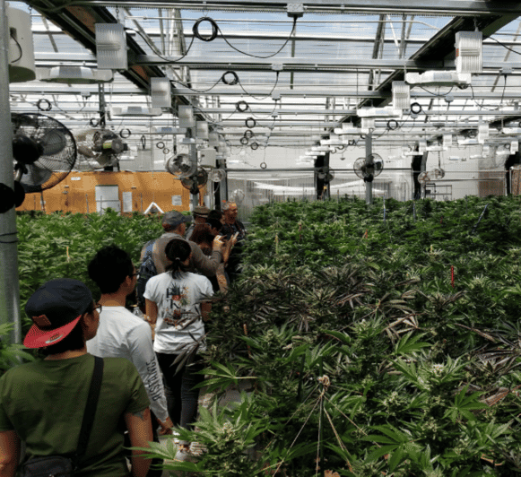 denver-buds-brews-cannabis-grow-tour-and-brewery-visit