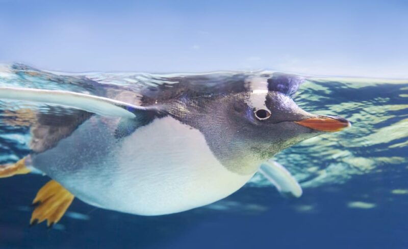 dingle-oceanworld-aquarium-admission-ticket