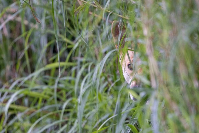 Dingo Experience at Healesville Sanctuary - excl. entry - Introducing the Dingo Experience at Healesville Sanctuary