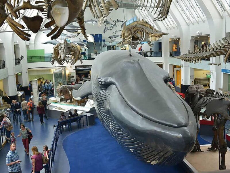 discover-fossils-gems-at-natural-history-museum