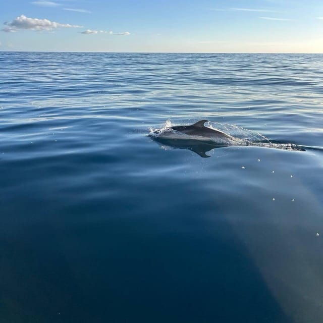discover-sardinia-dolphin-watching-and-capo-figari-tour