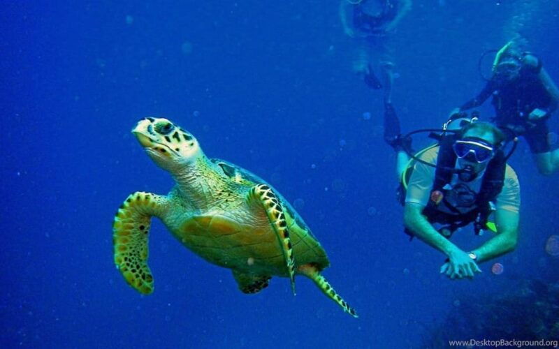 diving-tour-from-alanya-side-with-lunch-2-dives-included