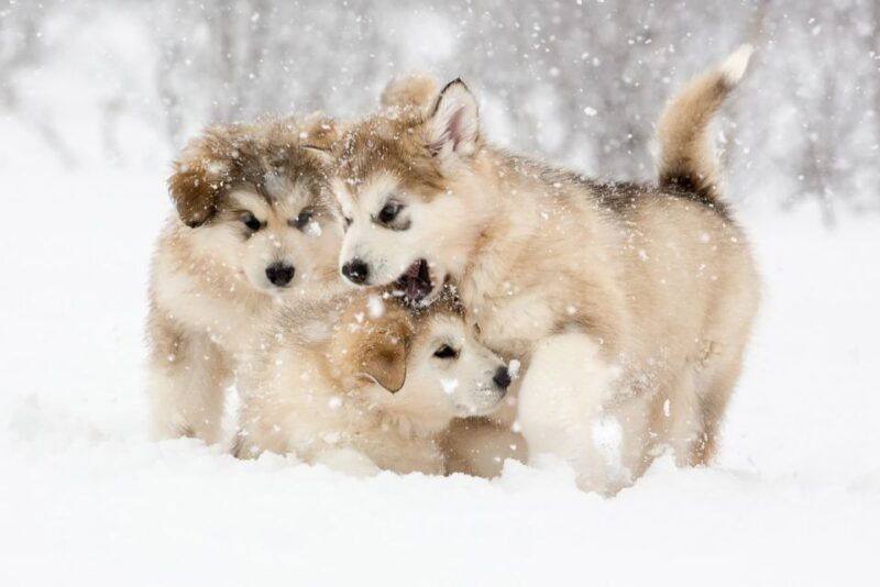 dogsledding-in-kiruna-transfer-from-abisko-fika-included