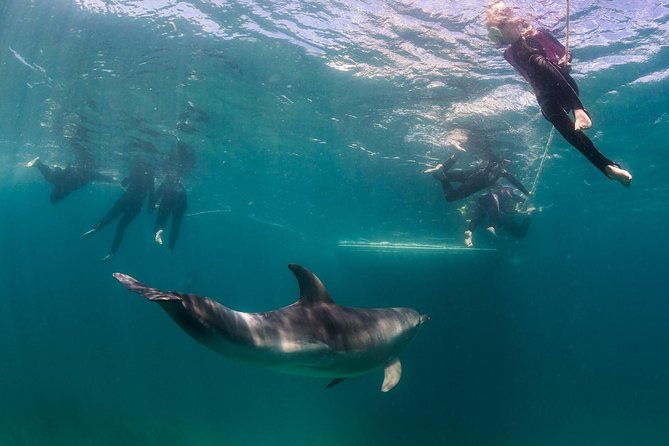 Dolphin and Seal snorkel adventure from Sorrento - Key Points