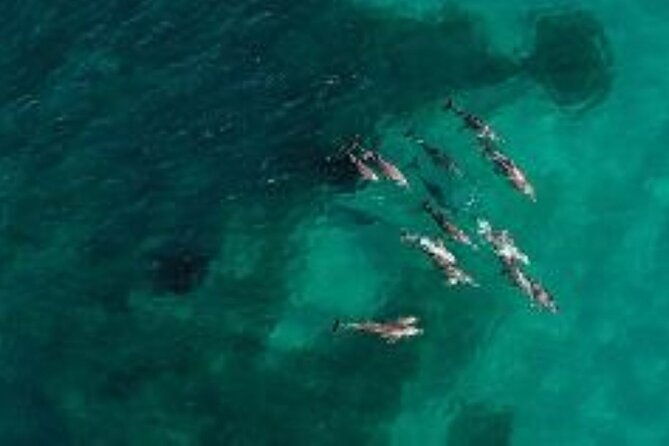 Dolphin and Sealion, Seafood Snorkel Adventure - The Itinerary Breakdown