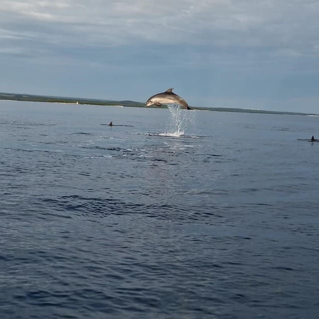 dolphin-private-sunset-tour-rovinj