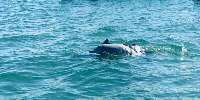 dolphin-watching-in-trincomalee