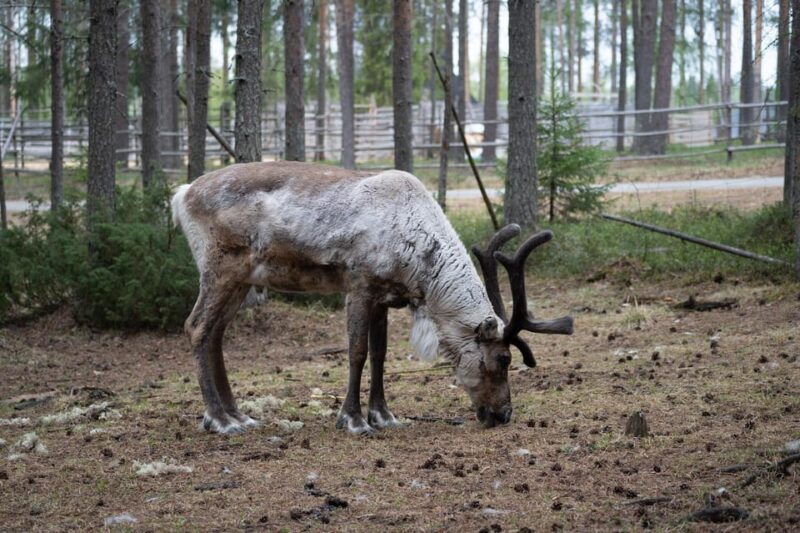 e-fatbike-trip-to-the-reindeer-farm