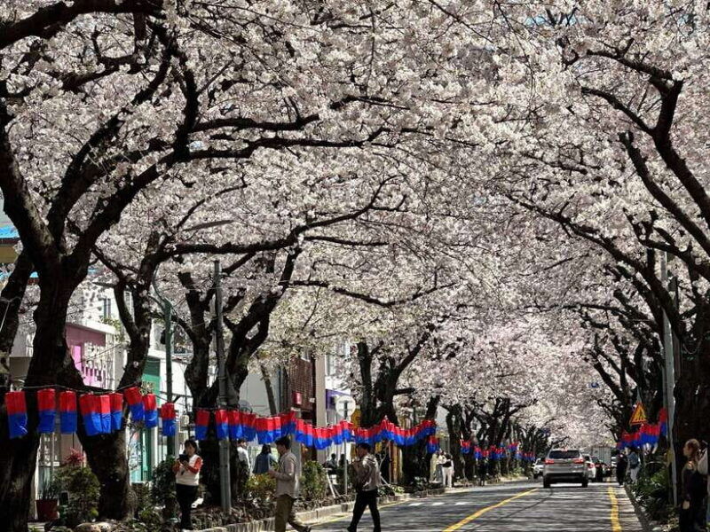 east-jeju-cherry-blossom-tangerine-picking-small-group-tour