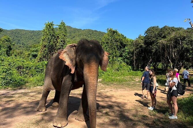 Ethical Elephant Watching Tour From Bangkok & Pattaya - Key Points