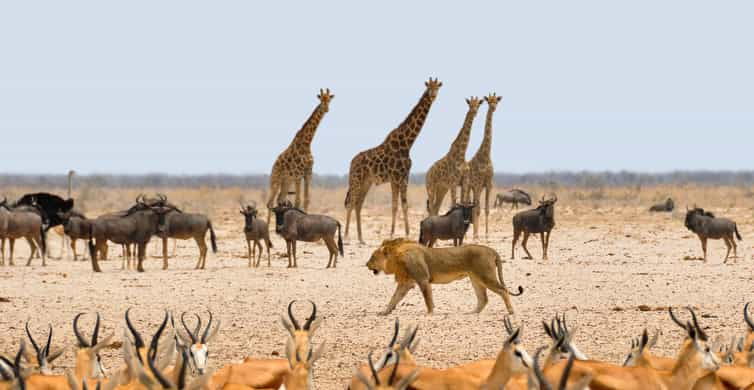 etosha-national-park-swakopmund-tour