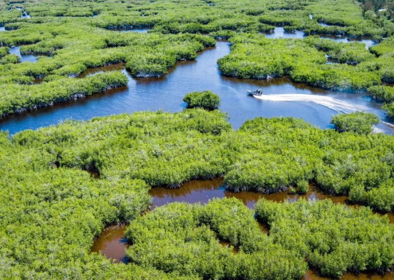 everglades-mangrove-maze-airboat-tour-and-boardwalk