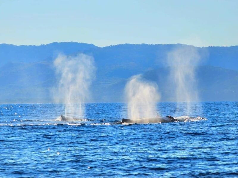 exciting-humpback-whale-tour-food-puerto-vallarta