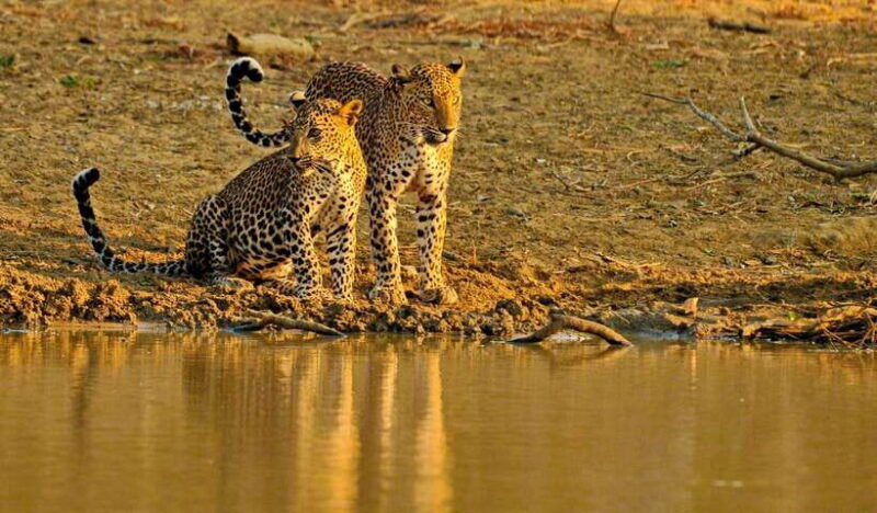 exclusive-evening-yala-safari-and-nature-trail