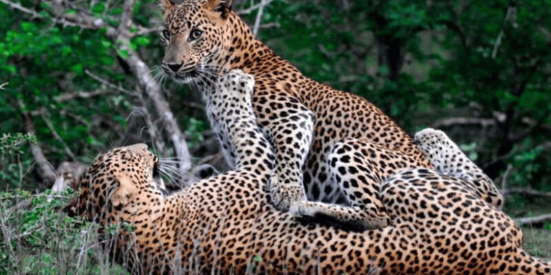exclusive-wildlife-full-day-adventure-in-wilpattu