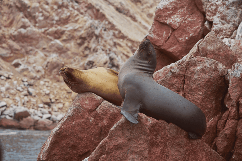 excursion-ballestas-islands-and-paracas-national-reserve-3