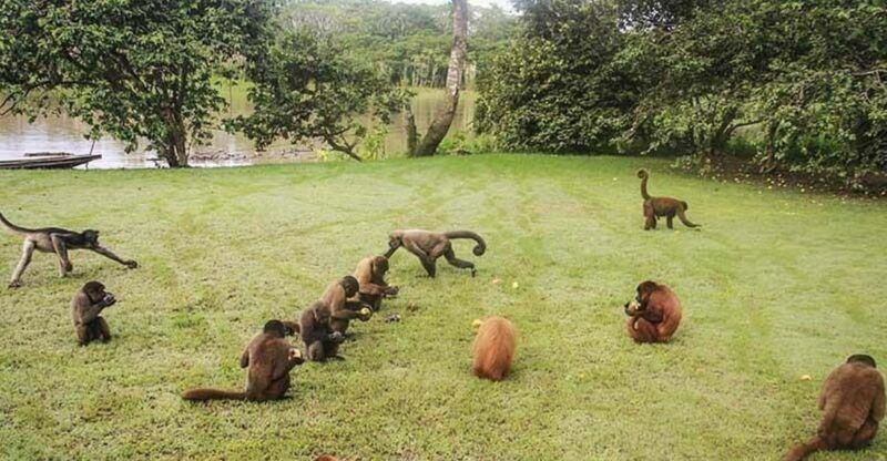 excursion-to-monkey-island