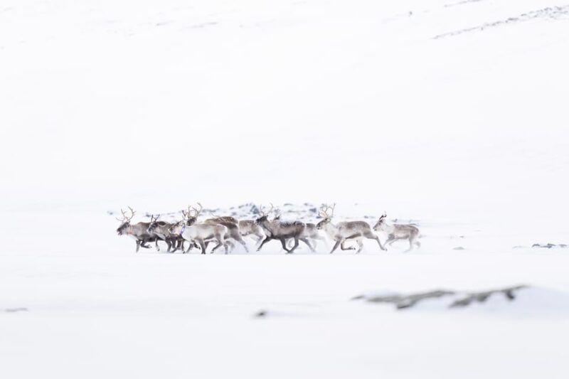 explore-the-norwegian-fjords-and-the-wildlife-from-abisko-2