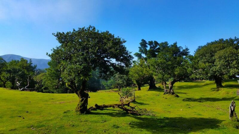 fanal-whistles-levada-walk