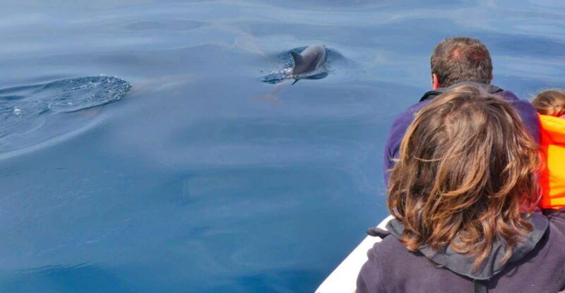 faro-dolphin-and-wildlife-watching-in-the-atlantic-ocean