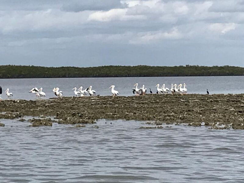 fast-and-more-60-minute-airboat-tour-on-the-homosassa-river