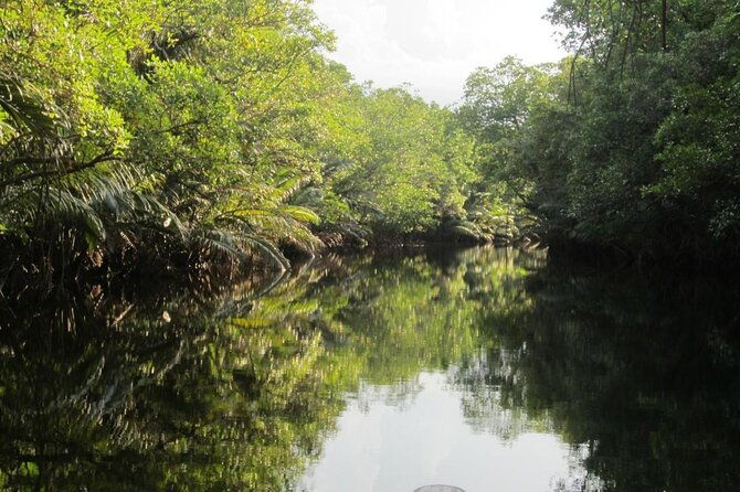 Fireflies Tour in Cherating - A glowing night in Cherating: Fireflies Tour Review