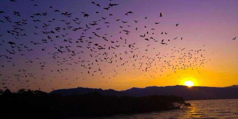 flying-fox-sunset-cruise-private-boat-charter-labuan-bajo