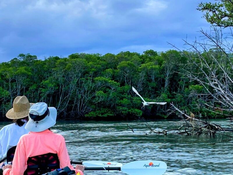 fort-pierce-4-hr-mangroves-dolphin-watch-sandbar-in-fl