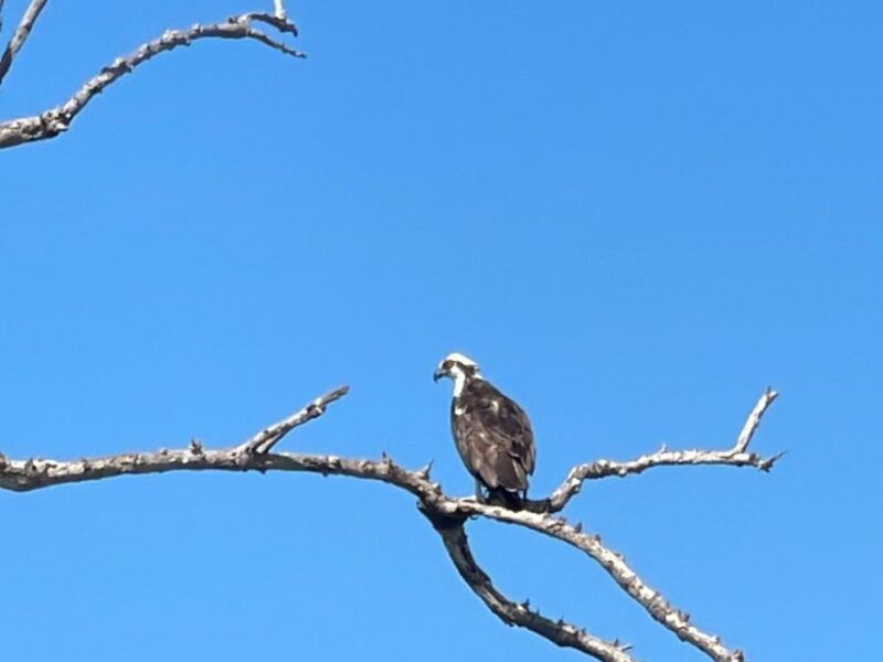 fort-pierce-prehistoric-preserve-kayak-tour