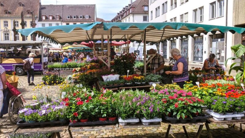 freiburg-old-town-highlights-self-guided-tour
