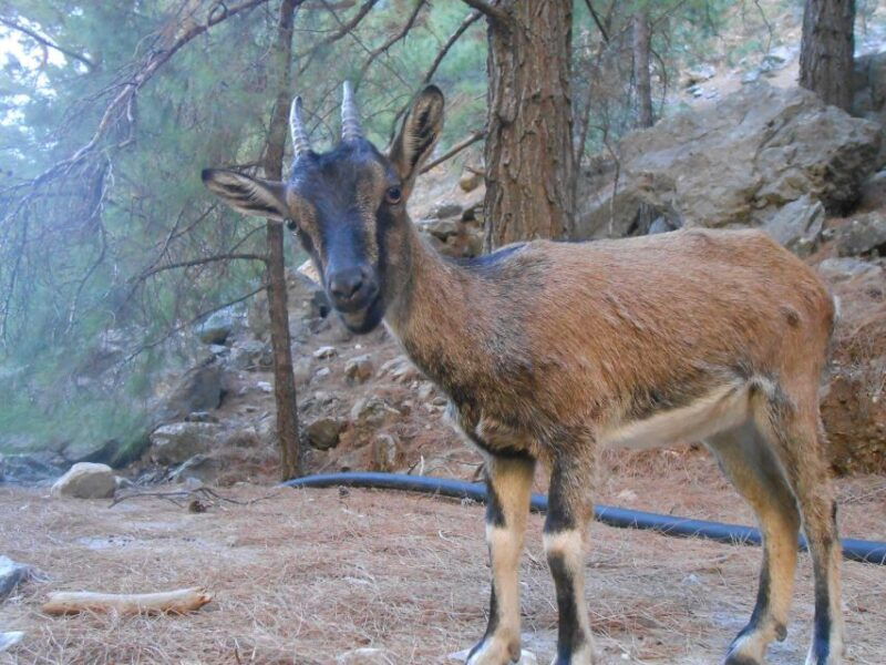 from-agia-galini-matala-samaria-gorge-hiking-tour