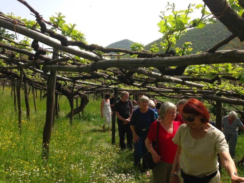from-amalfi-amalfi-coast-tour-and-wine-tasting-with-lunch