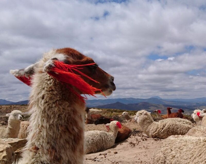 from-arequipa-1-day-tour-to-colca-canyon
