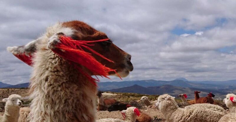 from-arequipa-2-day-tour-to-colca-canyon