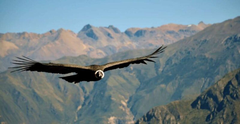 from-arequipa-2-days-tour-of-the-colca-canyon-hotel